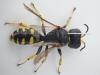 Ectemnius lapidarius